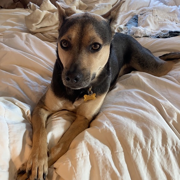 Zara Butterfly Blouse - Picture 6 of 6